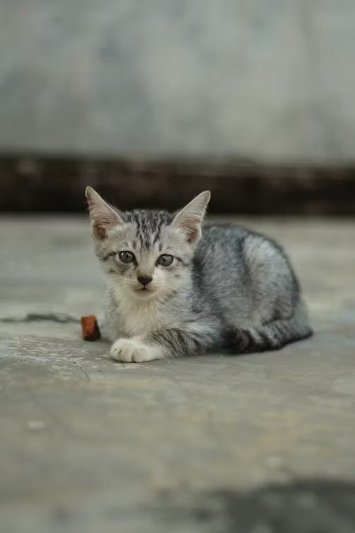 Streunerkatze mit grünen Augen – Tierschutzverein Mieze's PfotenTraum Ludwigshafen