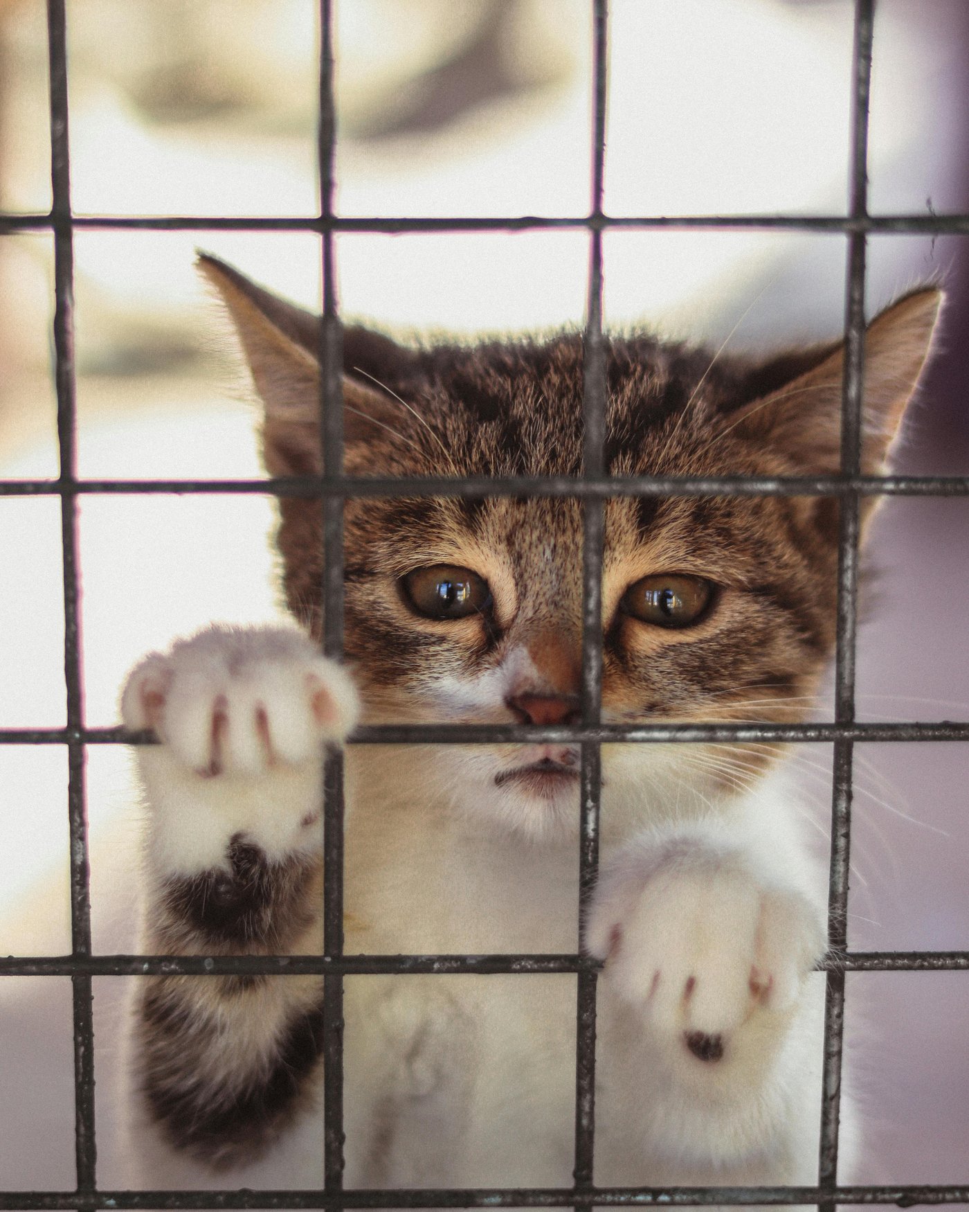 Streunerkatze hinter Gitter – Tierschutz Ludwigshafen, Mieze's PfotenTraum hilft