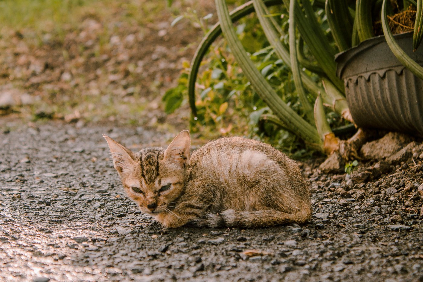 Erschöpfte Streunerkatze auf der Straße in Ludwigshafen – Tierschutz dringend nötig