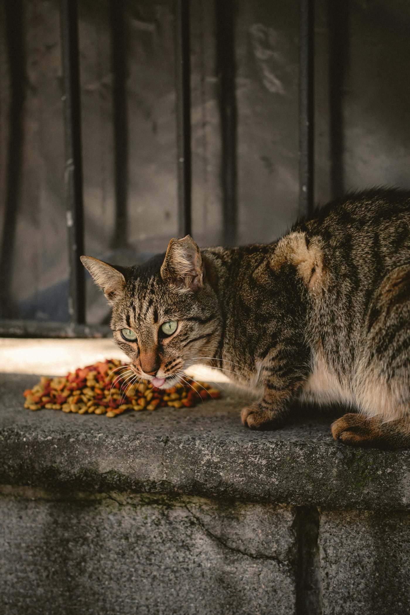 Streunerkatze frisst an Futterstelle – Tierschutz Ludwigshafen durch Mieze's PfotenTraum