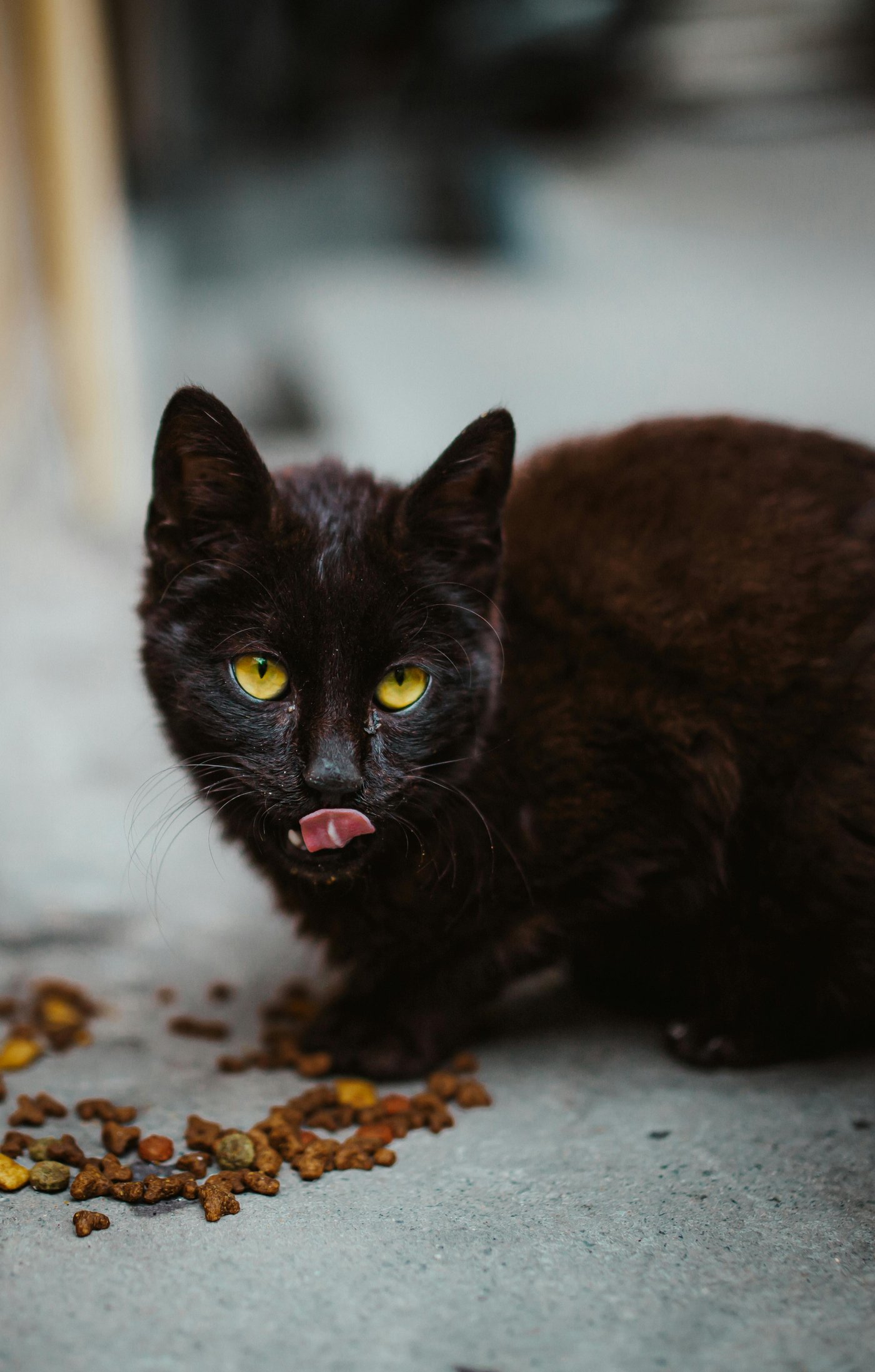 Streunerkatze frisst Trockenfutter an Futterstelle – versorgt durch Mieze's PfotenTraum
