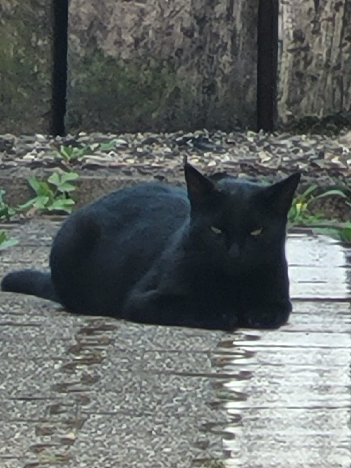 Streunerkatze an Futterstelle in Ludwigshafen – Mieze's PfotenTraum