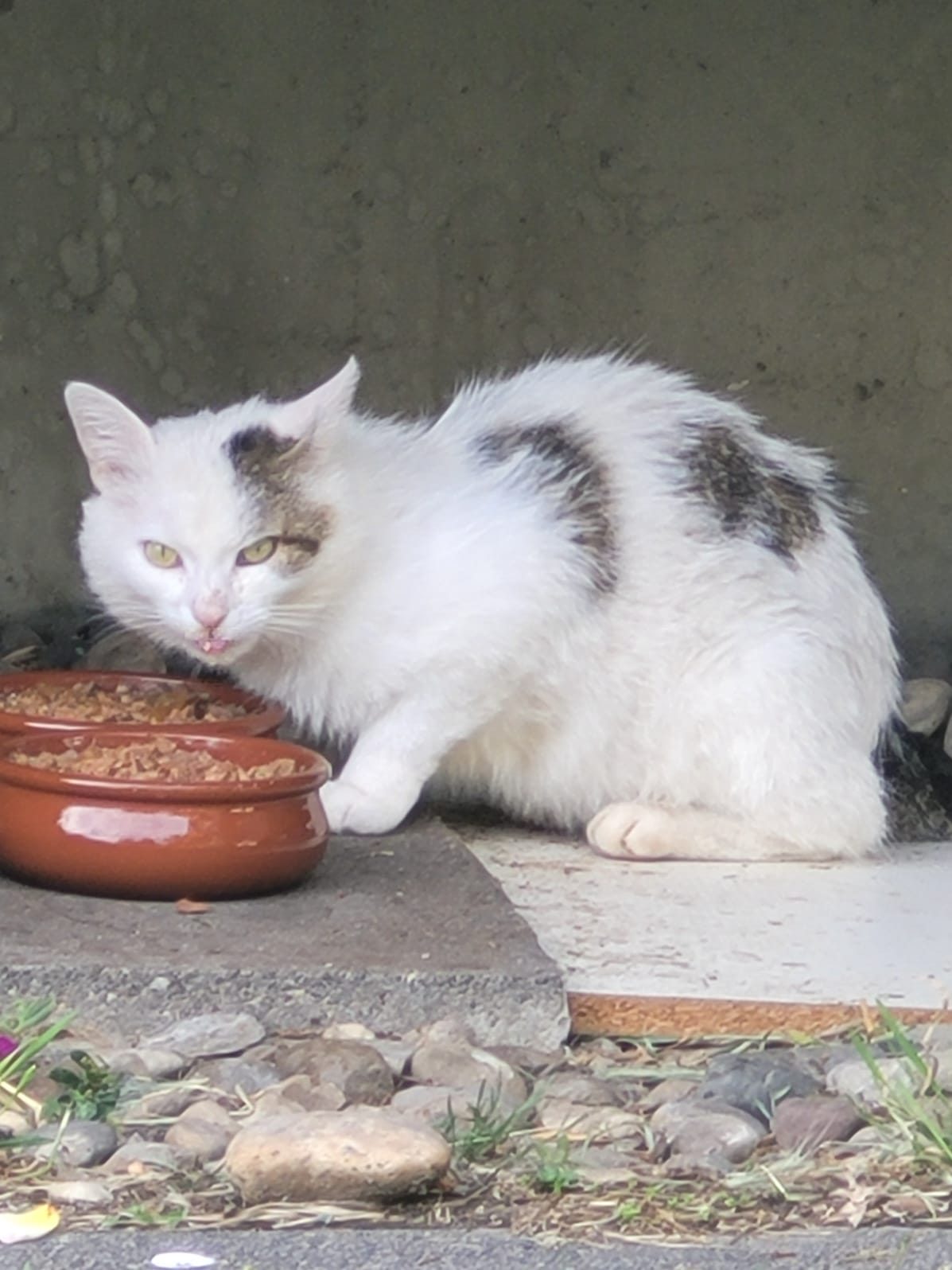 Katze wird versorgt an Futterstelle Ludwigshafen