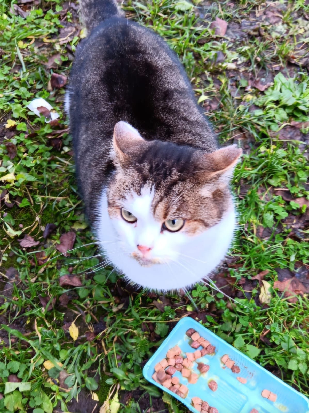 Streunerkatzen gemeinsam am Napf – Tierschutzverein Ludwigshafen