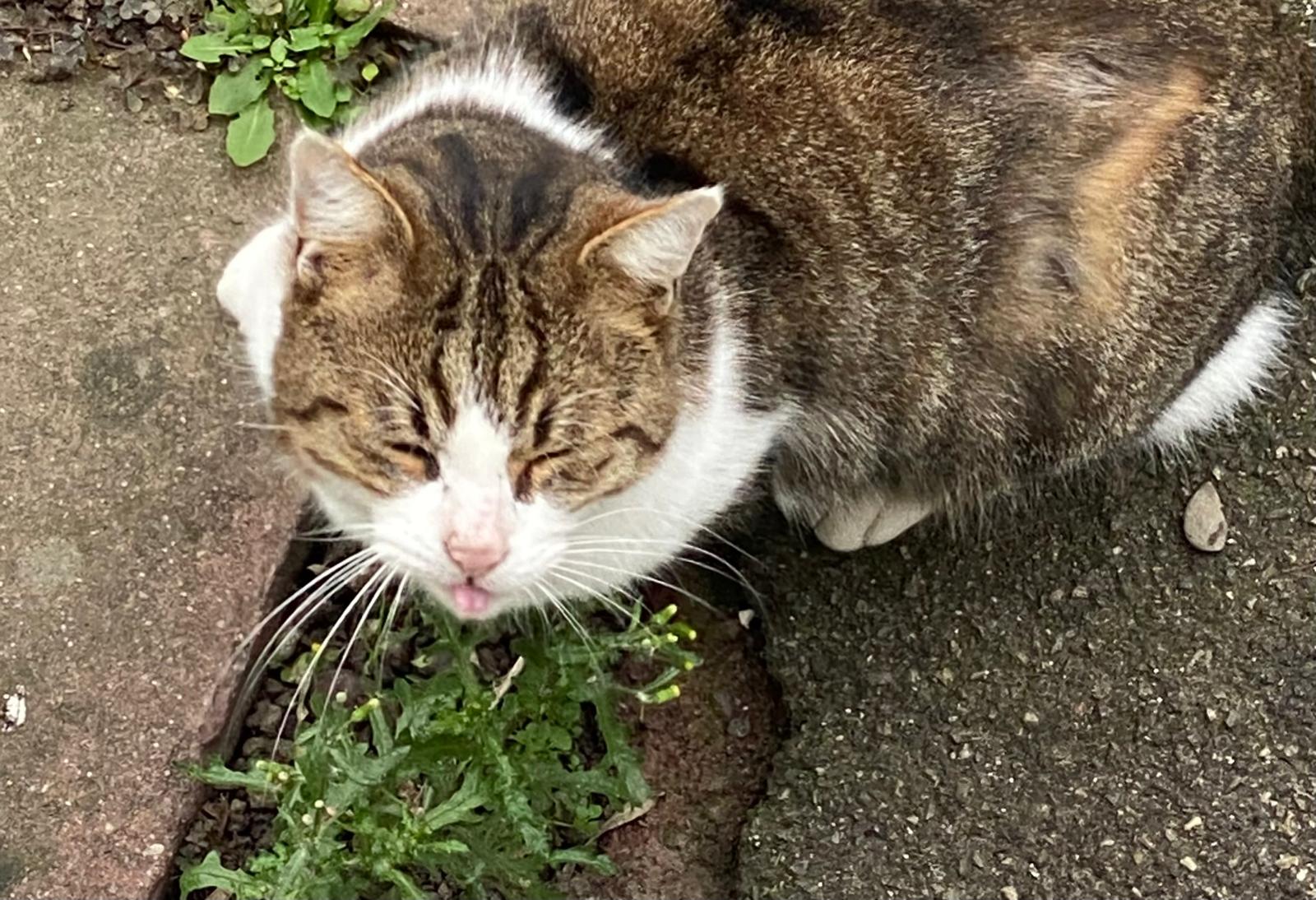 Dieser Blick fragt nach nichts – Futterstellen von Mieze's PfotenTraum