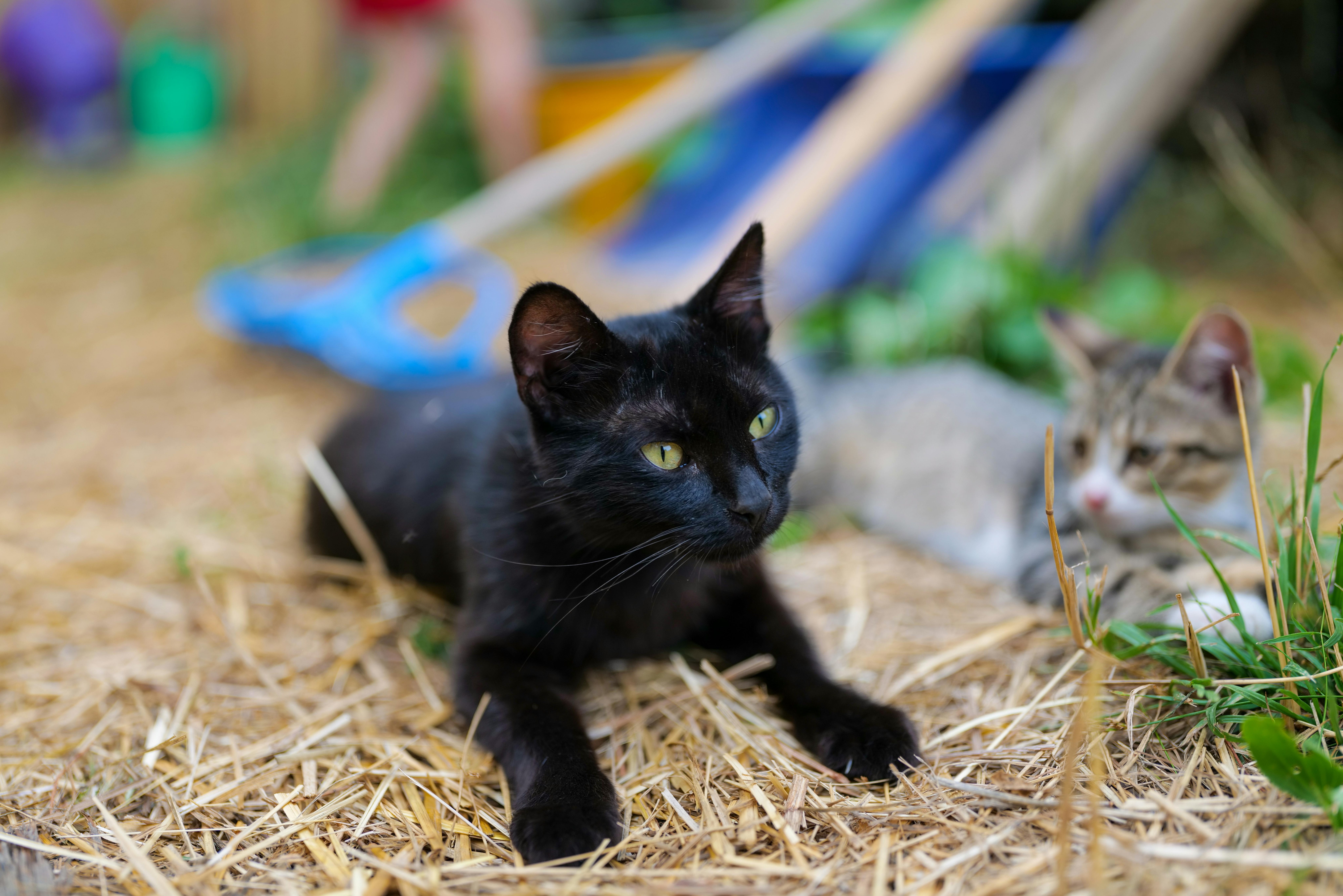 Schwarzes Kätzchen und getigerte Katze liegen im Stroh