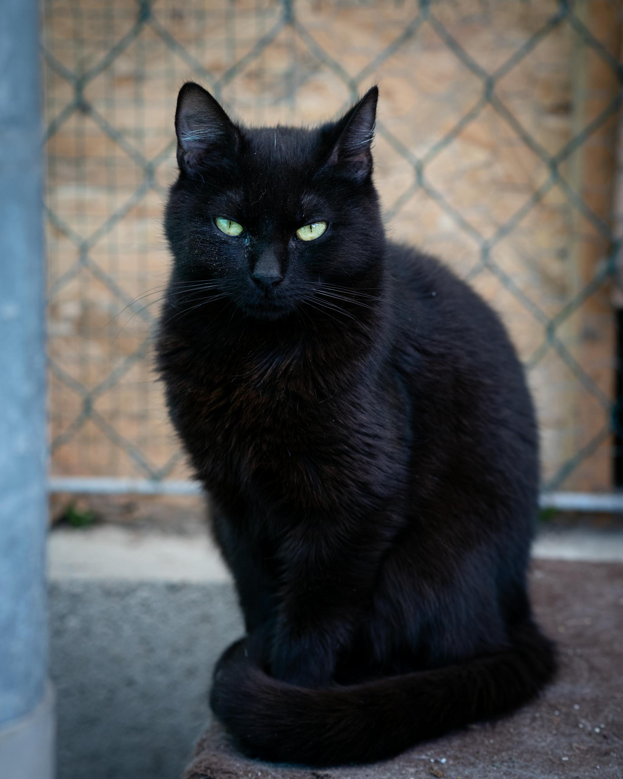 Schwarze Katze mit grünen Augen sitzt ruhig vor einem Gitterzaun