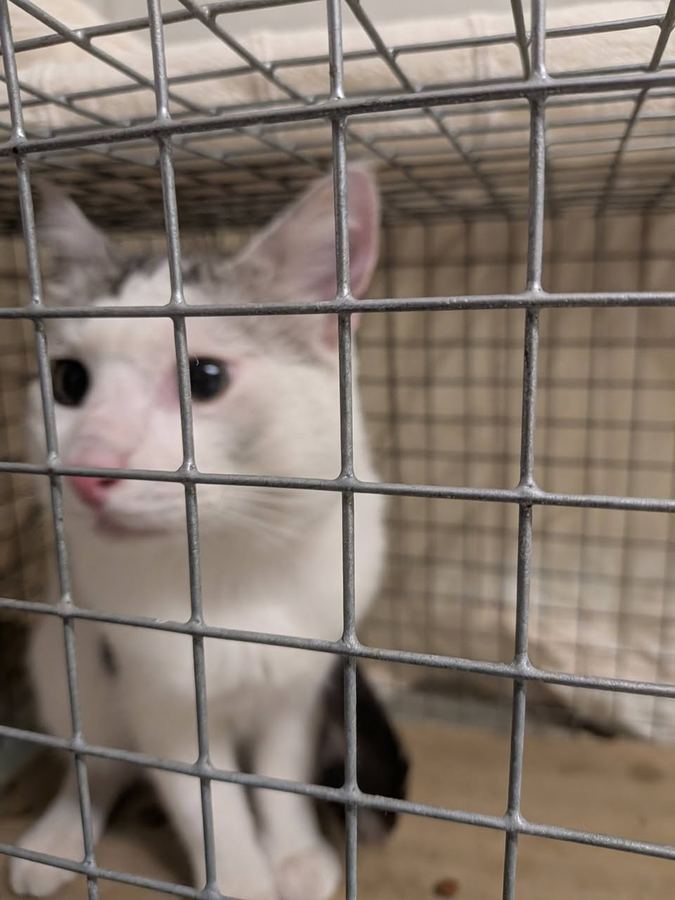 Mieze's PfotenTraum Tierschutz Ludwigshafen – Bild 3 vom letzten Post